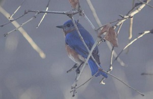 A blue bird