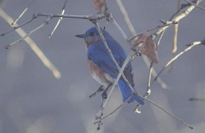 A blue bird